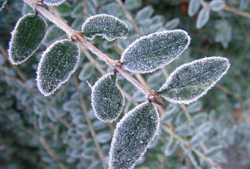 Frost