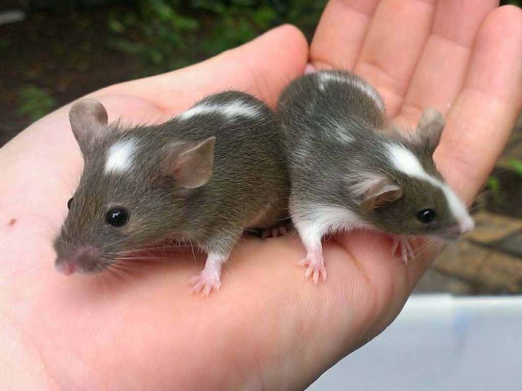 Pet Mice: Guide to Caring for a Fancy Mouse - PetHelpful