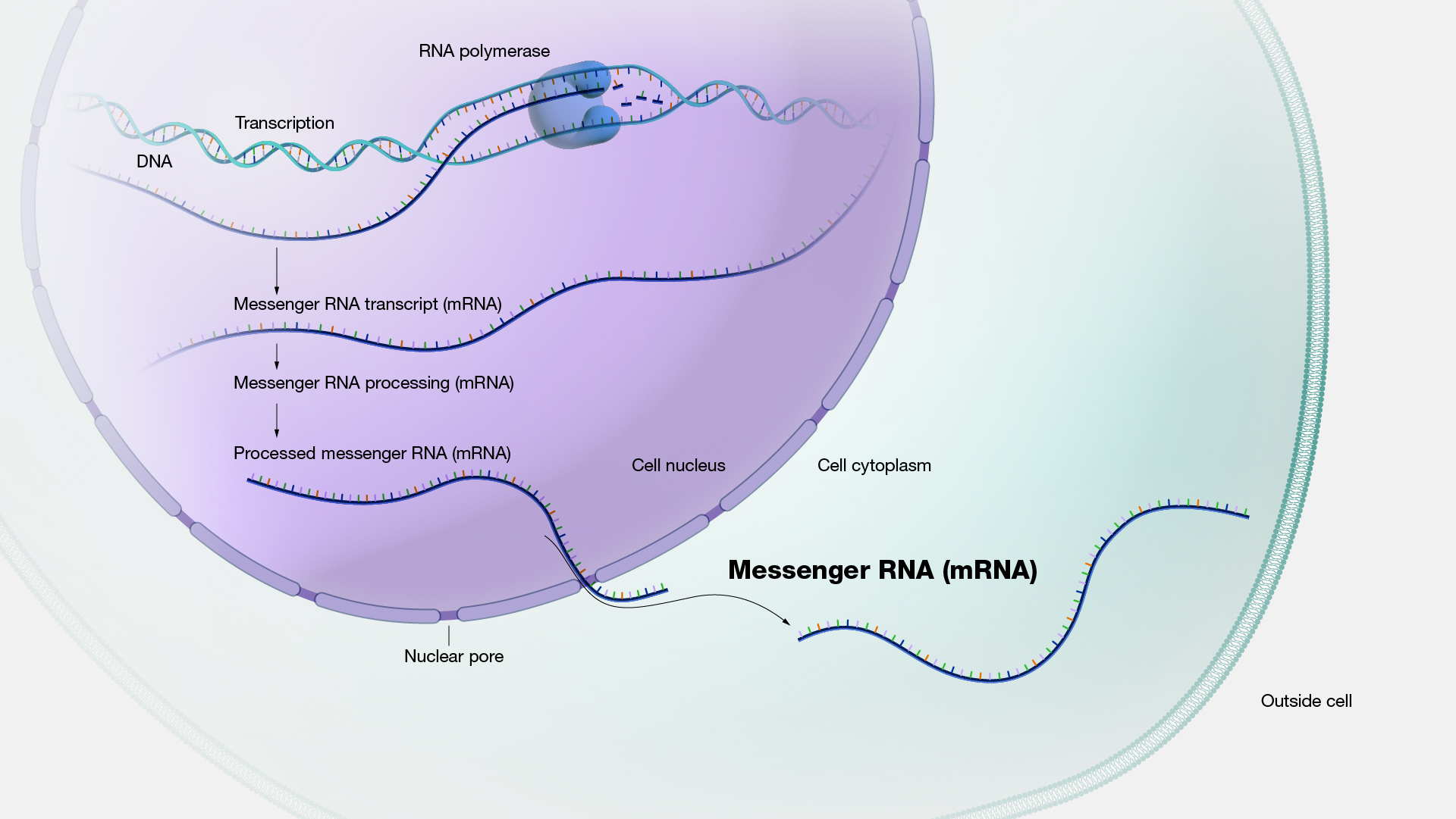 Messenger RNA (mRNA)