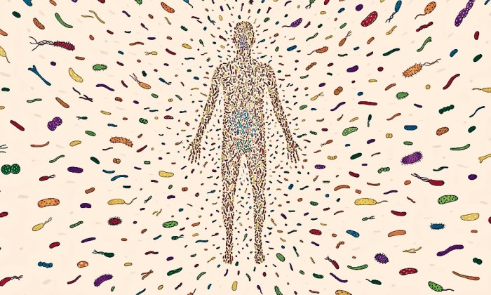 The Invisible Organ Shaping Our Lives: Milestones in Human ...