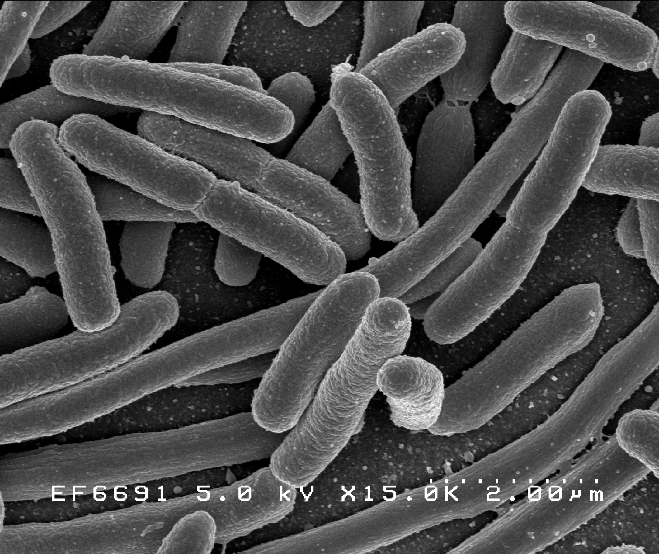 Bacteria - Wikipedia